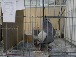 XIV Concurso Exposición de Palomas de Raza en Mula 2024